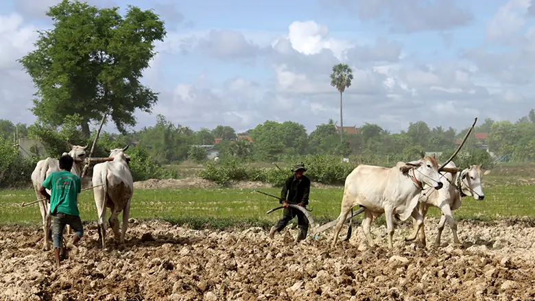cambodia-agr1
