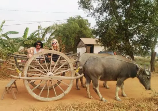 ride-water-buffalo-cart