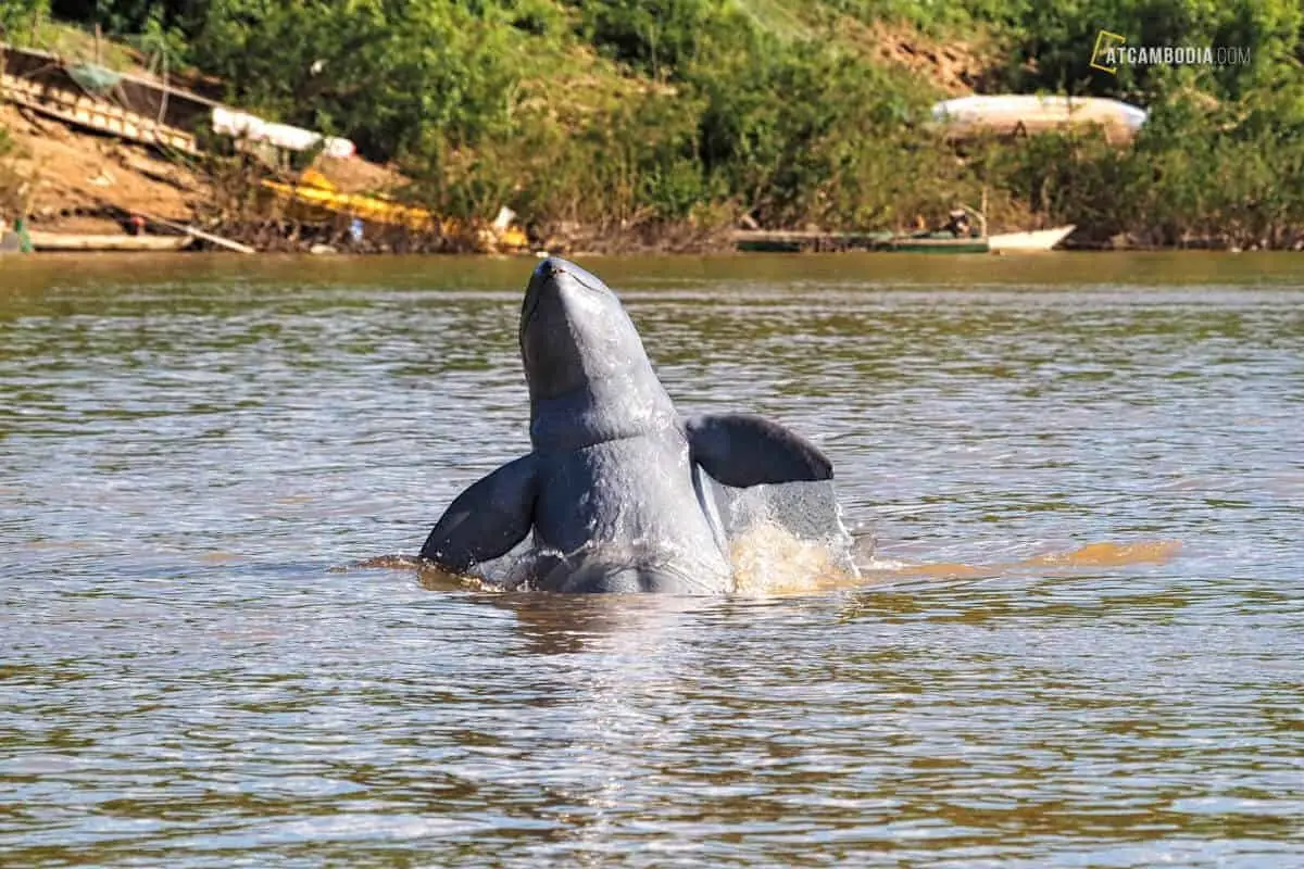 1-Day-Kratie-Lifestyle-Local-Productions-Dolphin-Watching-5